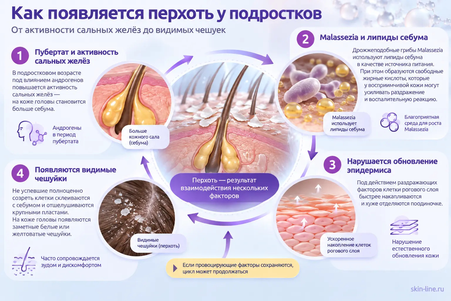  Схема биологического цикла образования перхоти у подростков